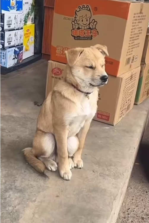 Dogs style sleep 😂😂😂🐕#cute #fyp #animals #funnymoments #dogsoftiktok #dogsoftiktok 