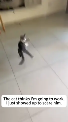 Sneak attack 😼😼#funnyvideos #cat #kitten #fyp #pet #funnycat #catoftiktok #catlover #funny #catsoftiktok #cute #tiktok #kitty 