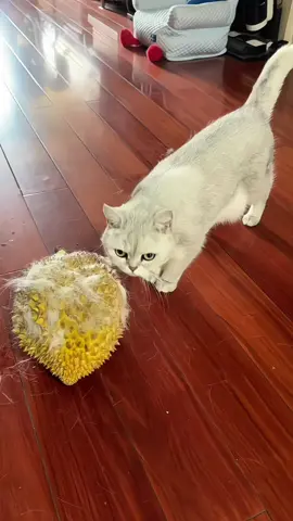 เดี๋ยวคนจะไม่รู้ว่า ... มีทุเรียนกิน ที่ห้องมีทุเรียนกับแมวนะ มาไหม 🤭 #ดนิขี้โม้ #ดนิไกด์ขี้บ่น #trickfortrip #cat #durian