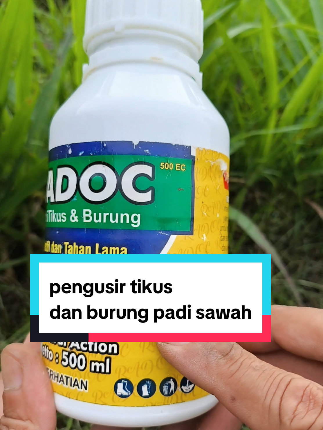 RADOC 500 EC efektif untuk mengusir tikus dan burung padi sawah #pengusirtikus #pengusirburungsawah #radoc500ec #padisawah #camatonline 