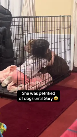 He changed her whole perception of dogs 🥹#gary #garybulldog #garythebulldog2 #bulldog #englishbulldog #englishbulldogs #britishbulldog #britishbulldogsoftiktok #Love #bond 