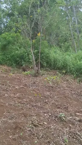 cek sound, kejaran babi melintas 🐖🐗🐕🐕🐕🐕🐕 #basosoh #porbiindonesia #porbi50kota #porbipagaralam #anjingkampung #lewatberanda #sumseltiktok #sorotan #fyp #anjingviral #porbi_sumbar #porbimarenten  #lewatberandamu 