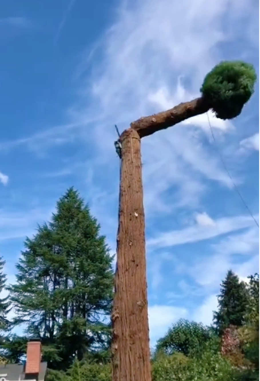 Is tree felling at high altitude more challenging than ground-level logging?#satisfying #giant #asmr #oddlysatisfying #teework #fyp 