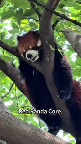 Red panda#redpanda #panda #pandasoftiktok #cute #funny #foryou #fypシ #fyp 