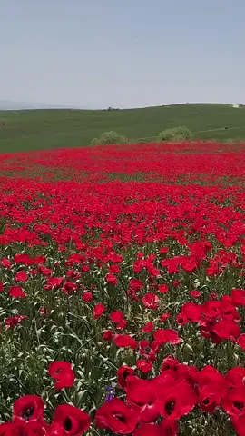 gelincik tarlası muhteşem bir güzellik 🌹😊