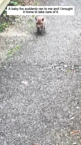 Poor baby fox #fox #foxy #foxesoftiktok #babyfox #animals #animalsoftiktok #animalrescue 