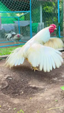 เจ้าหงส์.❤️🦢 #ค่ายไก่เพชรเดือยทอง🐓🐔 #นครศรีธรรมราช #อนุรักษ์ไก่ใต้🐓 #ไก่เดือยภาคใต้ #ไม่ใช่การทารุณกรรมสัตว์ #ฟีดดดシ 