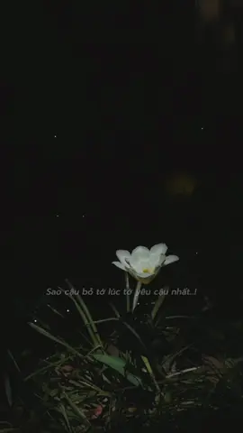 Sao cậu bỏ tớ lúc tớ yêu cậu nhất..! #nhachaymoingay #nhacbuontamtrang #tamtrang #tamtrangbuon #xuhuong2025 #thanhhai1406 