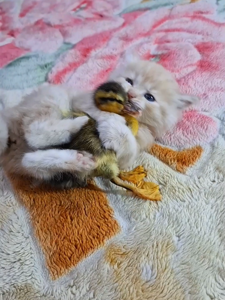funny kitten with duckling  #funny_cat_and_duckling #kitten_funny  #funny_cat #funny_animals #kittenos #duckling_funny #Cats