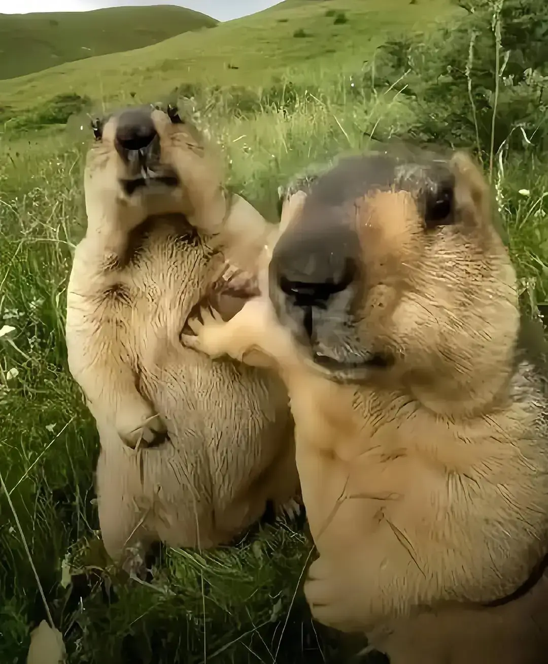 #anime #animeedit #fyp 