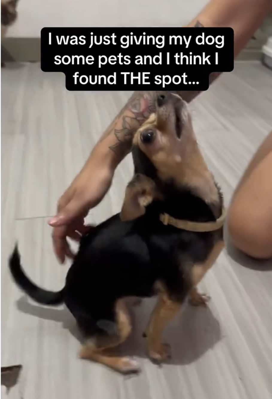 The dog feels so comfortable😂 #funny #fyp #dog #doglover #funnydog #haha #dogsoftiktok #Love 