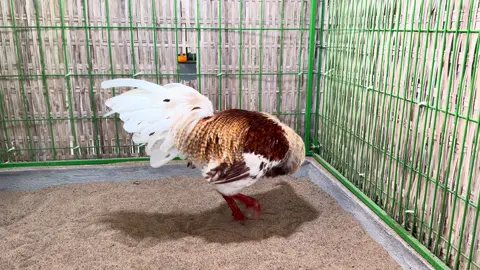 Ai đã từng trải lòng 👌👌👌