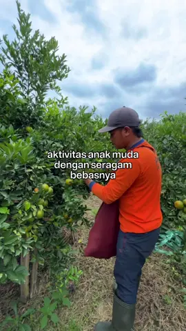 Aktifitas harian. 🫡🫡🫡.  #poncokusumo #fyp #jeruksiemmalang #jeruksiemmadumalang #jerukcepatindonesia #jerukbalap #jerukponcokusumo #siyemmadumalang 