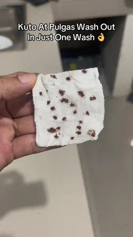 Kusa talagang lumalabas at humihiwalay sa balahibo at katawan nila 🫣 @cassielive #cassielpetph #cassielpet #cassielpetshampoo #petsupplies #petshampoo #fyp 