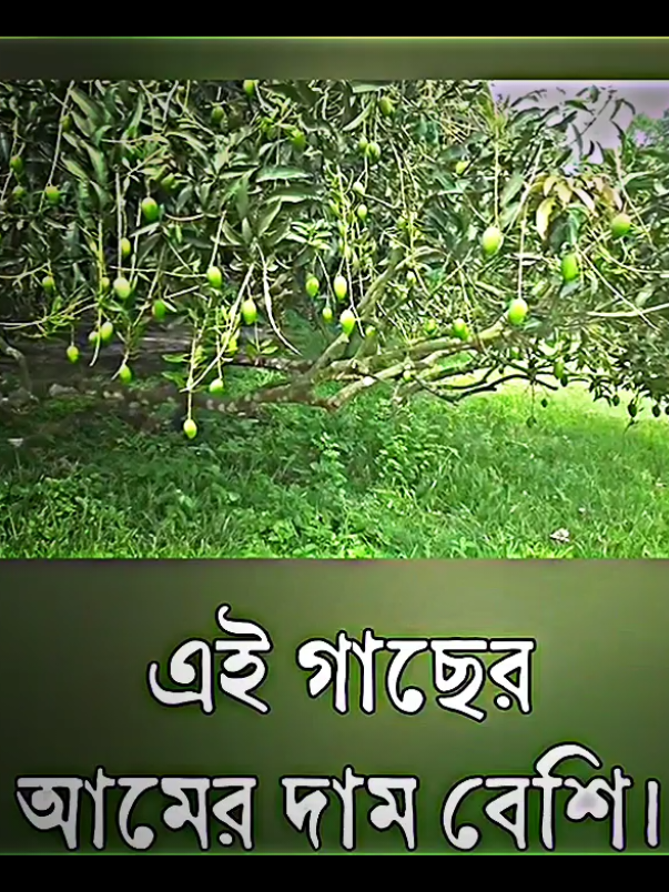 বিশ্বের সবচেয়ে বড় আমগাছ বাংলাদেশে!#giulianosimeone #reelsviralシ #reelsfypシ #viralreels #goalkeeper #News #foryou 