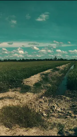 Đâu dám trách câu gì.. bởi mình nặng tình mà chi.. #xuhướng #nhachaymoingay #cảnhđẹp #miềntây #viral #nhachay 