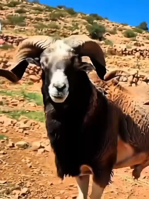 موال من أولاد جلال قالو له كبش رومانيا أفضل من كبشك فجائهم الرد الصاعق ، قصيدة قصفهم قصفا #كبش #كبش_العيد_ 