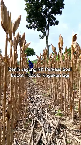 Benih jagung NK perkasa bobot juara#petaniindonesia🇮🇩🇮🇩🇮🇩🌿🌿 #petanimilenial #petanijagung🌽 #benihjagungnkperkasa #fyp 