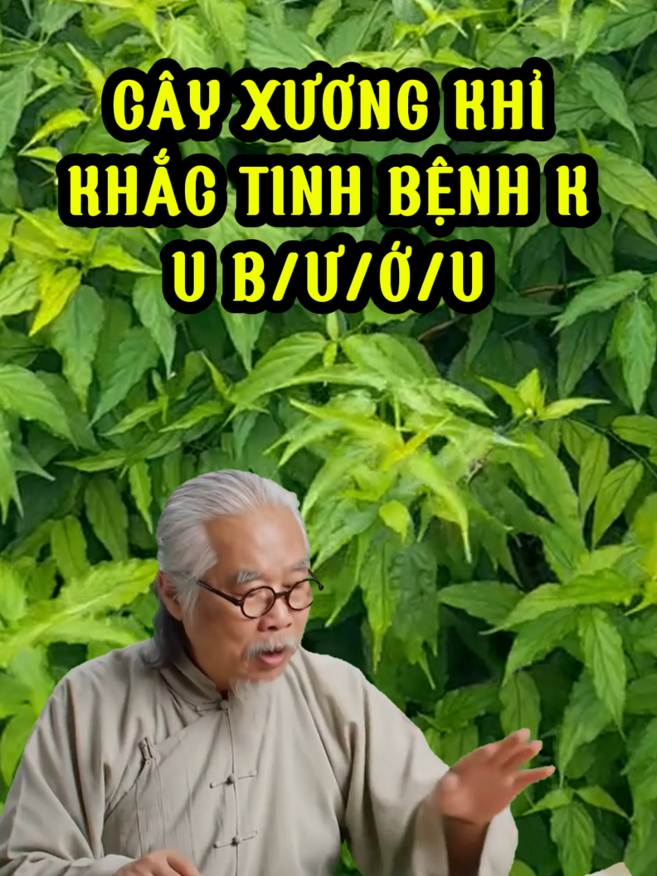 cây xương khỉ, bìm bìm, mảnh cộng, dùng làm gì?.. #cayxuongkhi #caybimbim #caymanhcong #suckhoe  #thaomoc  #thaoduoc  #dongy  #tuetam #duoclieutuetam #thaoduoctuetam 