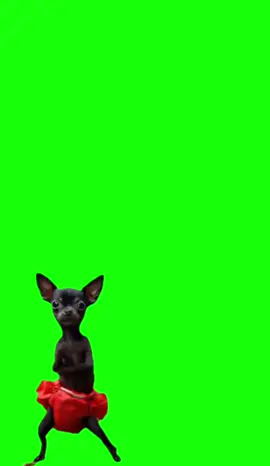 Dancing dog and definitely real not Ai #CapCut #ai #dog #dogsoftiktok #dogs #animals #dance #lol #fyp #fypシ #greenscreen #greenscreenvideo 