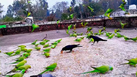 Green Ringneck Parrot #birds_nature_official 