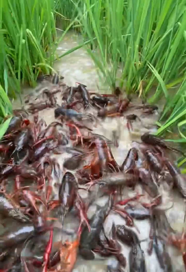 #crawfish #crawfishboil #seafood #sewfoodboil 
