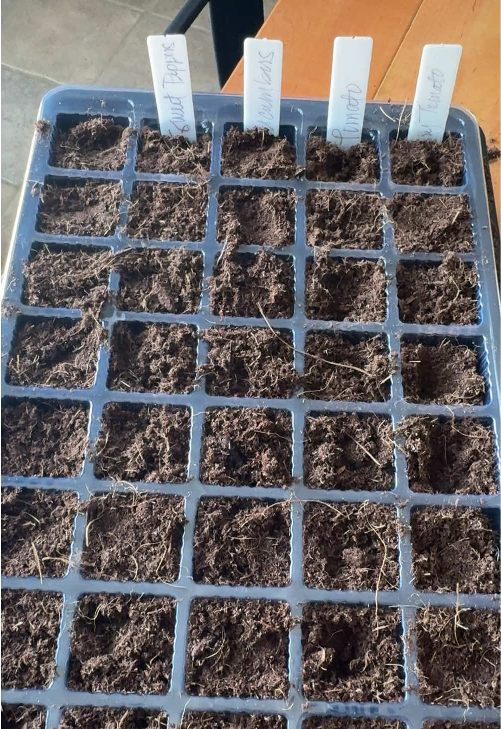 Tips are welcomed. 🙃 @Damarisdlc | Latina Creator ✨  . #plantingseason #sembrar #sembrando #plantingseeds #plantingveggies #learninghowtoplant #germination #germinationofseeds 
