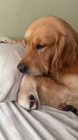 #goldenretriever #papaperruno #viraltiktok #perrostotokers #memestitkok #solohumor 