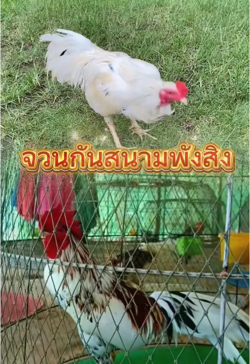 สนามพังสิงสุดเเน่นอน#สนามพังสิงห์ #สนามโกลก🐓 #อบตต๊ะหลังสวน #ปาดตาลเดือยใต้ #ตาลไก่เดือยใต้ #ไก่ใต้ไก่เดือย🐓💯 #อนุรักษ์ไก่ใต้🐓 #ไก่เดือยใต้ #ไก่ชน #ไก่เดือย 