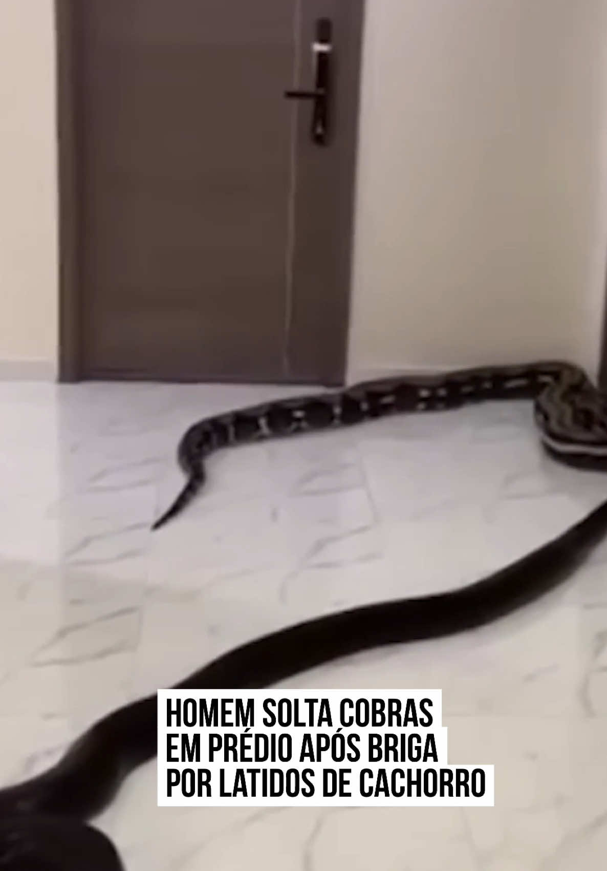 🐍 Um morador irritado com os latidos de um #cachorro em um condomínio em #Bangkok, #Tailândia, soltou duas #cobras grandes no corredor para protestar contra o #barulho. O condomínio segue política de proibição de animais, mas o homem alegou que um vizinho manteve um cachorro barulhento por cerca de dois anos. Nas imagens, é possível ver as cobras deslizando pelo corredor. O morador explicou que a administração do condomínio ignorou as reclamações dos demais moradores. O vídeo foi compartilhado nas redes sociais e viralizou. O dono das cobras contou que ama animais. “Hoje, trouxe dois. Amanhã, trago mais. Não consegui carregar a maior hoje”, contou. De acordo com o jornal Bangkok Post, ele também pediu desculpas aos vizinhos que não estão envolvidos na discussão. Após o incidente, o condomínio multou o dono do cachorro por violar a proibição de animais e ordenou a remoção do animal. O dono das cobras recebeu uma advertência formal por escrito e também foi instruído a retirar os répteis do local. #TikTokNotícias