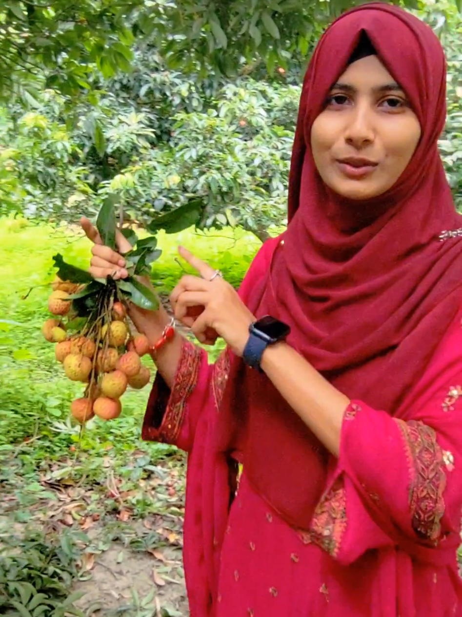 নিজে গাছ থেকে পেরে লিচু খেলাম,,, 