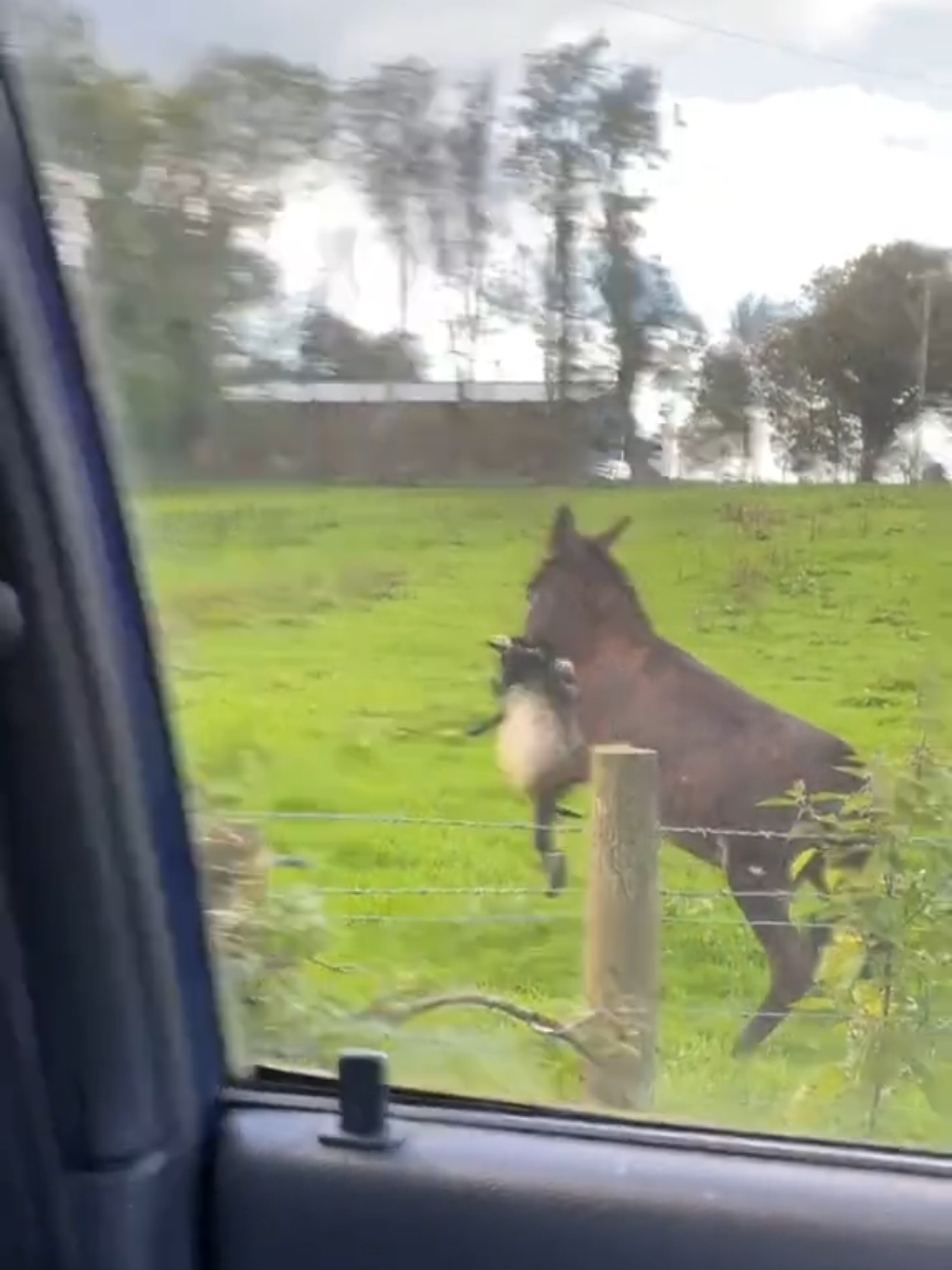 🐴🐑.. 😳😲😱😢 #spontanvideo #agression  #agressive #burrito #obeja #obejanegra #donkey #donkeyoftiktok #esel #sheep #sheepoftiktok  #fyg #fygpシ #OhNo  #PioresSituaçõesSemArCondicionado 