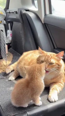 Copy and paste #cat #cute #funnyvideos #funny #fyp #catsoftiktok 
