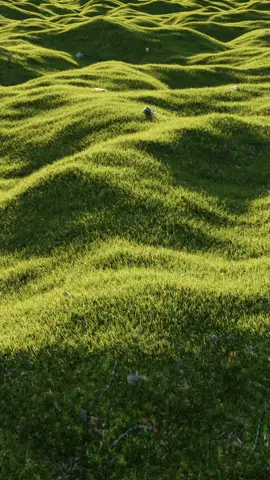 Grass wave R&D 🌱 #3DArt #3DAnimation #MotionDesign #CGI #VFX #DigitalArt #3DRender #Animation #blender #blender3d 