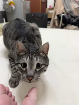 #cat 