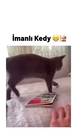 O kedinin artık adı Memo değil, Hacı Memo. 😅 RE_270