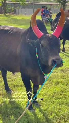 สู้เพื่ออยู่ต่อนะบ่าว🖤#โหนดแซมเพชรดาราชัย #บักร้าย #สู้ไปด้วยกัน 