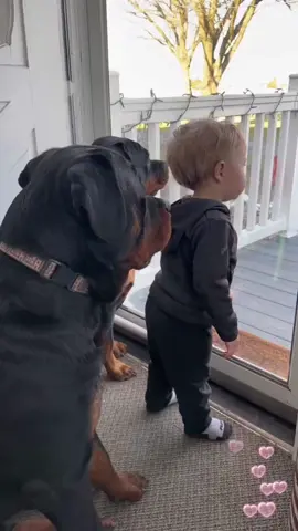 Dog protect babies #pet #dog #Love #tiktok #friends #dogsoftiktok #foryou #baby #dogs #fyp 