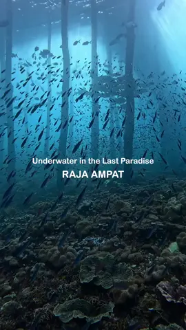 Beneath the surface of Raja Ampat, the ocean tells a story older than time. Here in the Last Paradise, coral gardens bloom like underwater rainforests, fish dart like brushstrokes on a moving canvas, and the sunlight dances through crystal blue, illuminating a world untouched. 📸 Ig: andriandwhd & cece_chaann 📍 Raja Ampat – Indonesia  #WonderfulIndonesia #RajaAmpat #HiddenGemsIndonesia #LastParadise #DiveIndonesia