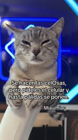Miau miau #gato #gatos #gatitos #michi #michis #cat #catsoftiktok #gatitostiktok #mascotas #tendencia 