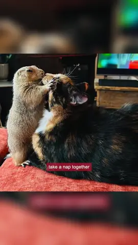 Prairie dog are considered pets. I took one home #prairiedog #cat #animals 