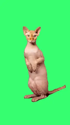 Cats and Dogs Stayin Alive Dance | Green Screen #greenscreenvideo #greenscreensticker #cat #dog #stayinalive #fyp