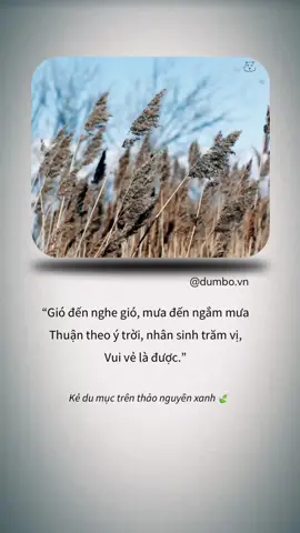 Gió đến nghe gió, Mưa đến ngắm mưa, Thuận theo ý trời, nhân sinh trăm vị, Vui vẻ là được.🍃 #dumbo #kedumuc #tiktokvideo #tiktokviral #trending #caption #binhyen #fyp #chill #dulichviet 