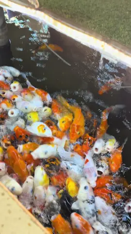 有时候不需要很富有，只要家庭幸福，身体健康就足够了。希望永远这样##hồchíminh #quận7 #cafekoi #family #smile #hạnhphúc 