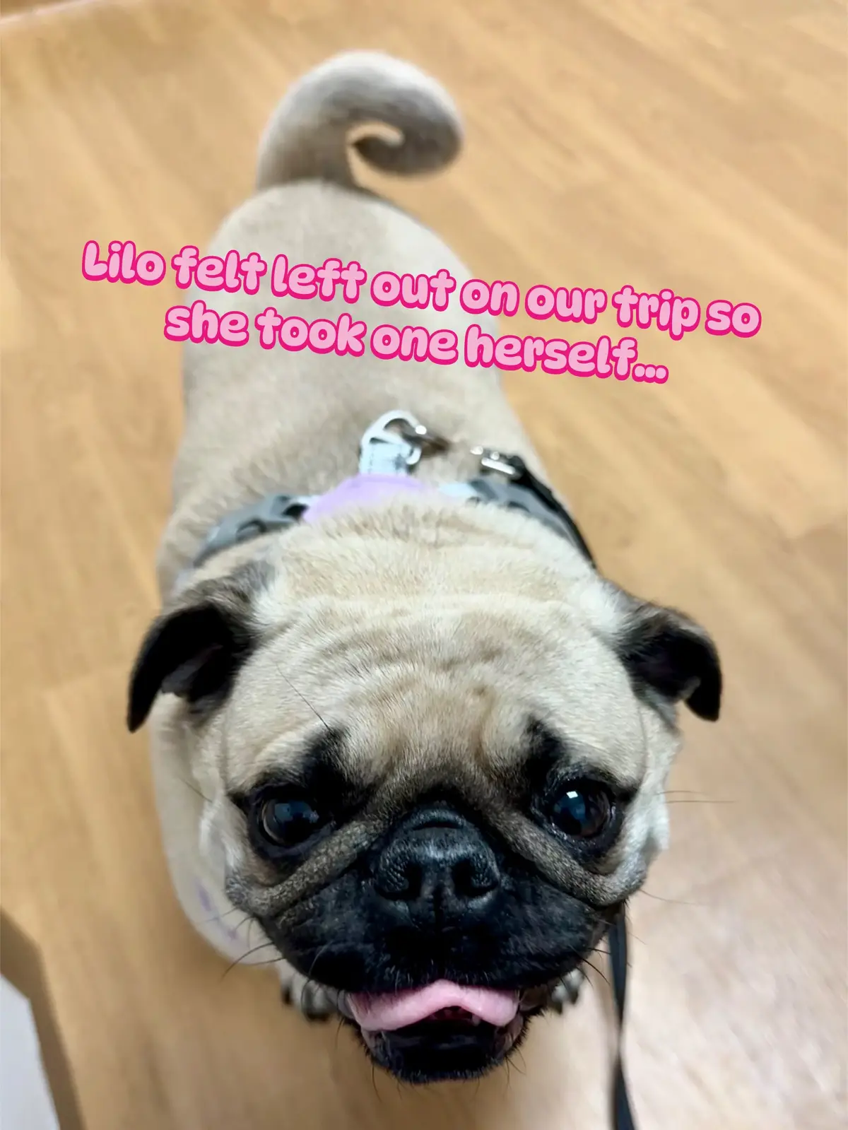 She had a great time eating all the Mickey waffles and Dole Whips! 🐾 🏰 🧇  #dogindisney #dogsatwdw #pug #pugsoftiktok #waltdisneyworld #youcandreamittravel 