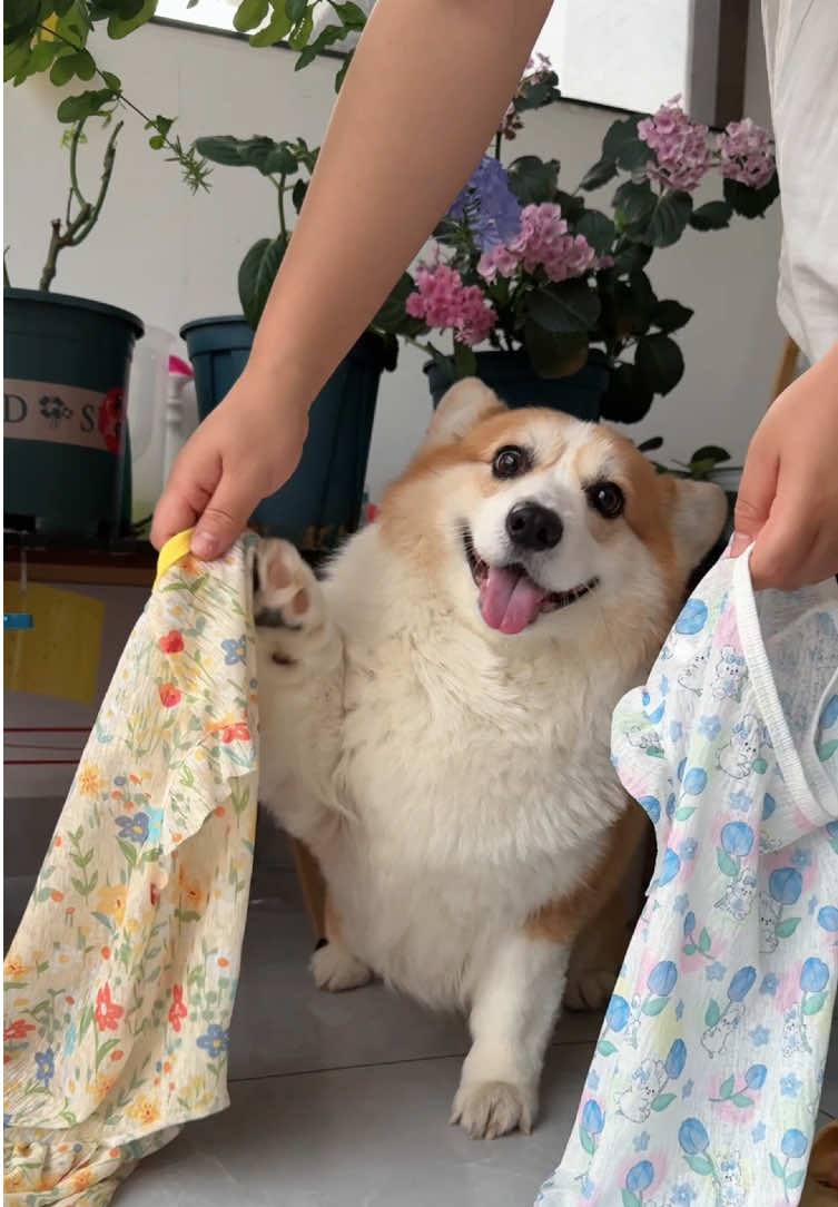 #dog #corgi #mypet 