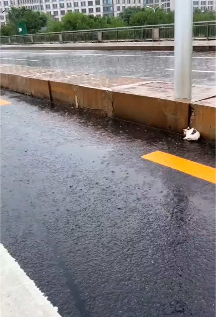 Rescue a kitten on road a rainy day❤️❤️❤️❤️❤️❤️#rescue #rescuekitten #rescueanimals #kitten #animals #fyp 