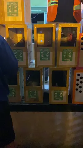 Jemputan yg mahal😀 #ayamimport #ayamphilipin🇵🇭 #sidrap #sulsel 