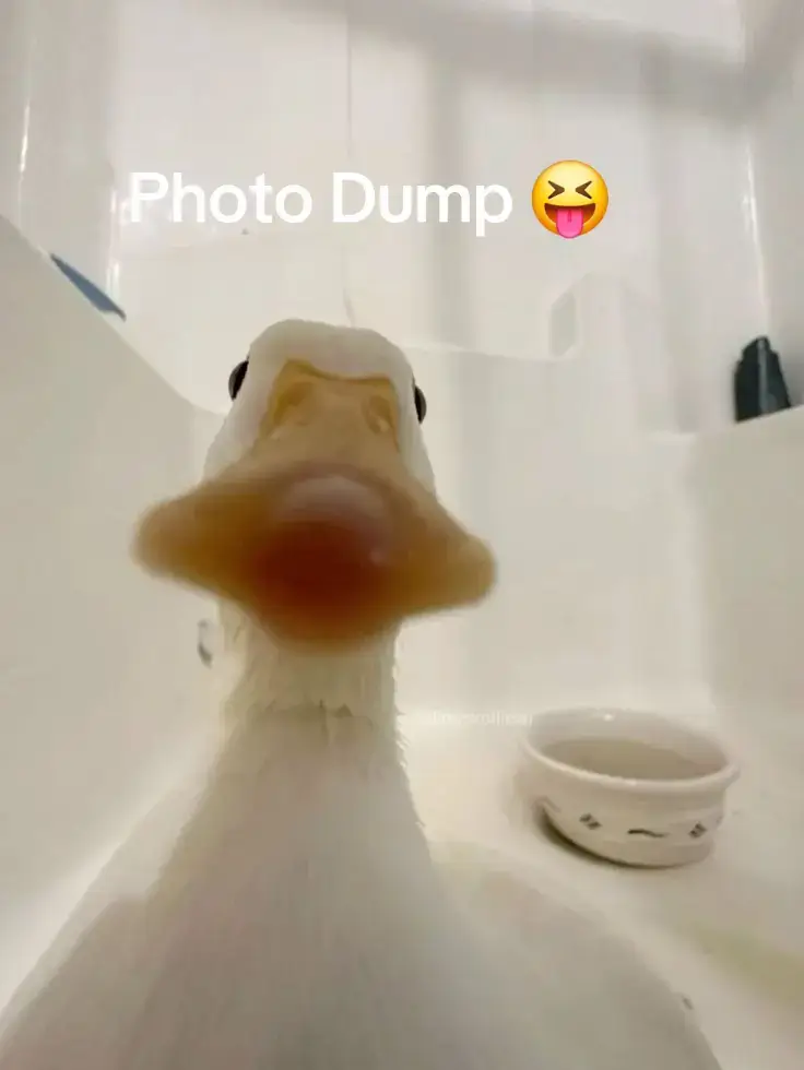 #duck #cute #animals #funny 
