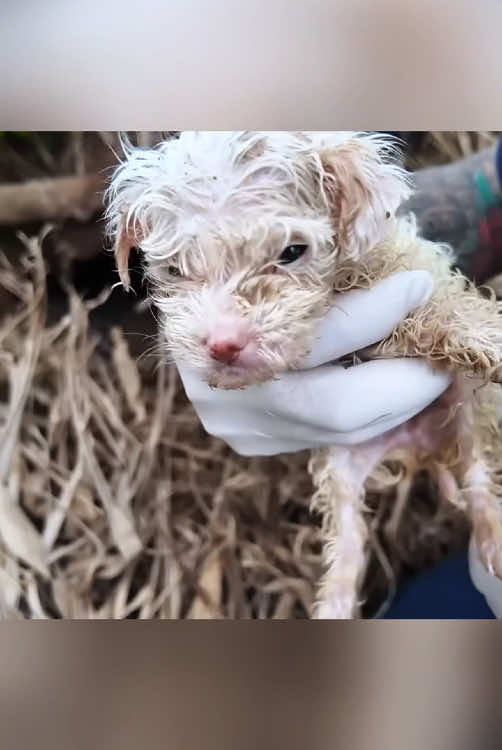 Rescue a puppy #animal #animalsoftiktok #rescueanimals #rescue #puppy #dog 